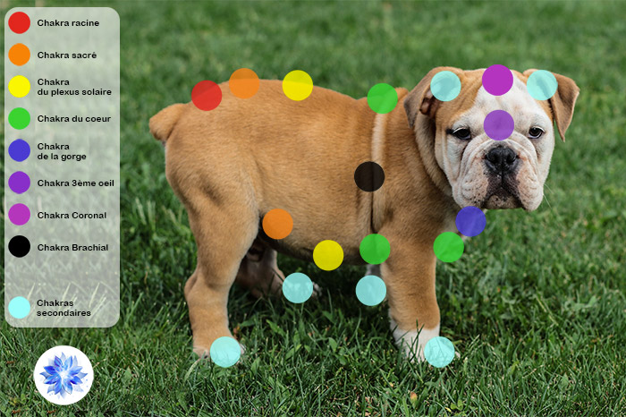 Les Chakras du chien